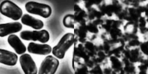 Cell rupture process in homogenizer